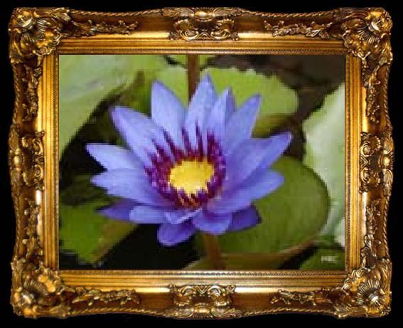 framed  unknow artist Realistic Violet Water Lily, ta009-2